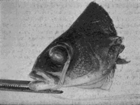 Demonstration Upon the Eye of a Fish That the Production of Myopic and Hypermetropic Refraction Is Dependent Upon the Action of the Extrinsic Muscles