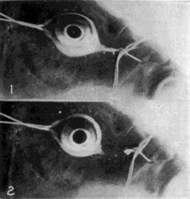 Production of mixed astigmatism in the eye of a carp