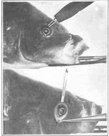 An experiment on the eye of a carp demonstrating that the lens is not a factor in accommodation