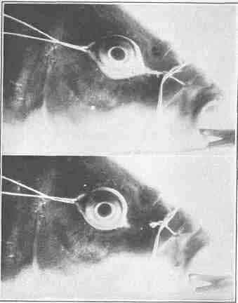 Production of astigmatism in the eye of a carp by changing the shape of the eyeball